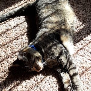 Meet your Posher, Carmen